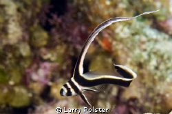 Roatan, Juvy Drum, D300, 60mm by Larry Polster 